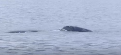 Плохая погода препятствует спасению краснокнижного кита недалеко от Сахалина