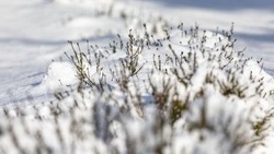 Мороз до –22 градусов накроет Южно-Сахалинск 5 января