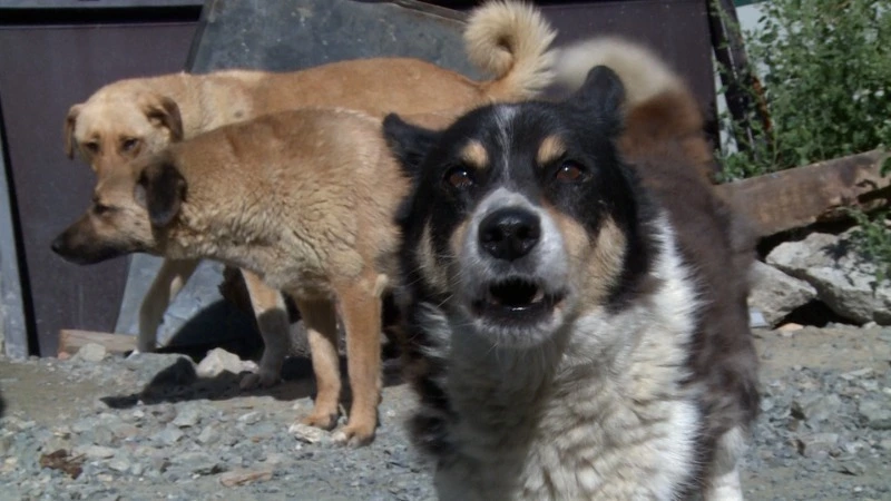 Прокуратура заинтересовалась инцидентом с нападением собаки на ребенка в Углегорске