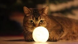 Часть Южно-Сахалинска останется без света 15 января