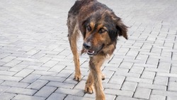В Южно-Сахалинске отловили 22 бездомные собаки за неделю