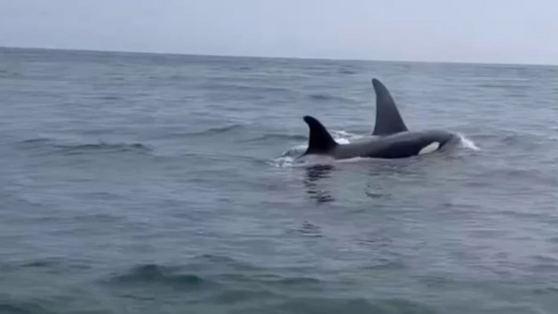 «Слишком красиво!»: жители Сахалина встретили семейство косаток в Пригородном