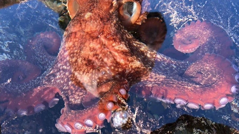 Жительница Приморья показала сахалинцам делового осьминога