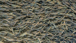 Более миллиона мальков кеты погибли на рыбоводном заводе в Чехове