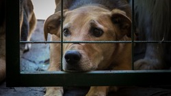 Почти 30 бездомных собак отловили за неделю в Южно-Сахалинске