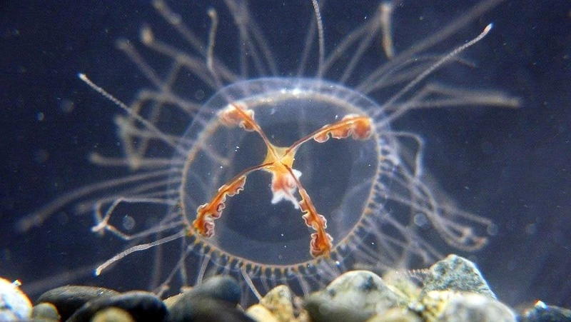 Очевидцы заметили медуз-крестовиков в устье реки на Курилах