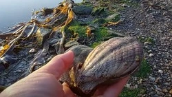 Сахалинка нашла на берегу после шторма гору гребешков Свифта