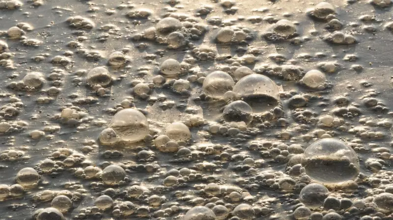 Свинокомплекс затопил отходами реки в Аниве