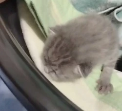 Нужна кормящая кошка: двое котят рискуют погибнуть без молока в Южно-Сахалинске