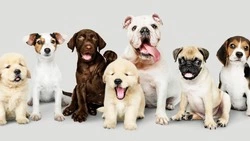 Специалисты рассказали об изменениях в привычной жизни после появления собаки