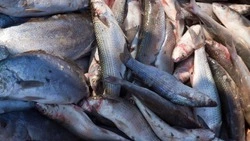 Из Приморья и Сахалина за неделю на экспорт отправились 585 партий рыбы и морепродуктов