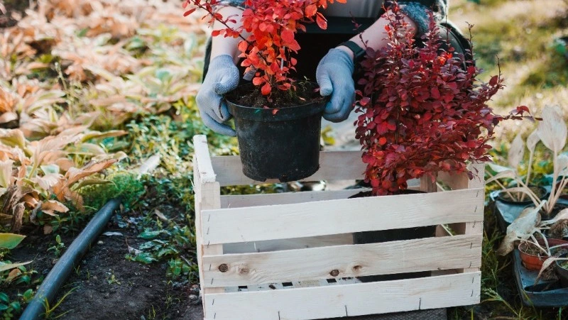 Как подготовить растения к зиме: советы для садоводов и огородников