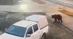 Взрослый медведь пришел в жилой квартал областной столицы на Дальнем Востоке: видео
