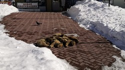 «Под колеса бросаются»: неизвестные оставили мерзнуть щенят в центре Корсакова