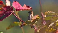 Сотрудник Курильского заповедника показал фотоснимки редких птиц