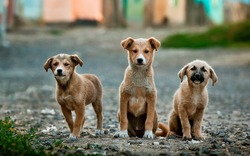 Жителям Южно-Сахалинска напомнили, куда сообщать о бездомных животных