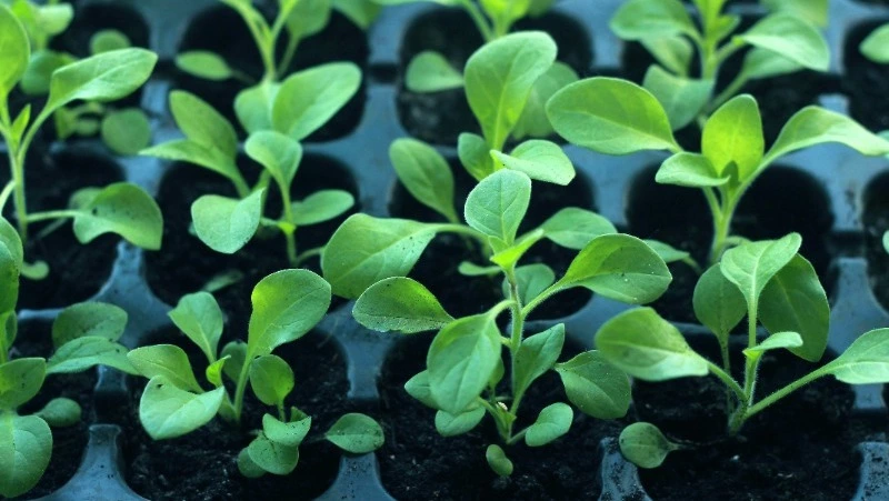 Важный месяц: какие овощи посадить на рассаду в феврале