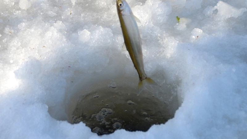 Бутерброд для малоротки