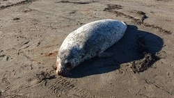 Мертвого тюленя нашли сахалинцы на берегу Охотского моря