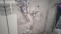 Жители Александровска-Сахалинского обвинили коммунальщиков в плесени на стенах