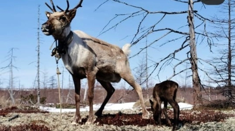 На севере Сахалина родился первый в этом году олень