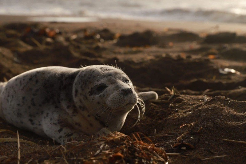Детеныша нерпы нашли на побережье Сахалина — он испугался шторма