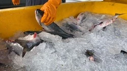 Более 3 тонн горбуши раздали за неделю жителям Сахалинской области