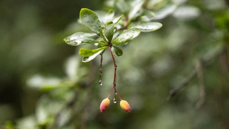 В Южно-Сахалинске будет потепление до +22 градусов и небольшой дождь 2 октября