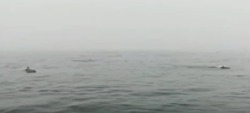 Рыбаки встретили стаю дельфинов в море на юге Сахалина