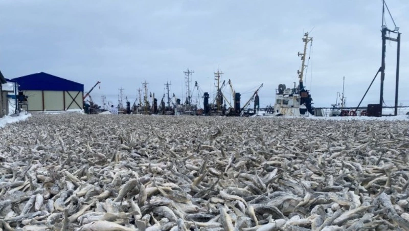 Сахалинская «ворошонка»: как ловят и замораживают навагу