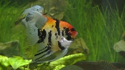 Уход от реальности при помощи «синтетики». Черта 28.10.22