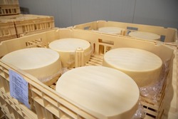 Пармезан и маасдам на Сахалине начнут производить в промышленных масштабах — ФОТО