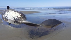 Появились фотографии выброшенного на Охотское побережье кита