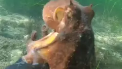 Дайвер поздоровался с осьминогом на Сахалине