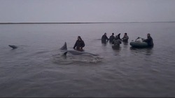 Семья застрявших на мели в Охотском море косаток смогла выплыть