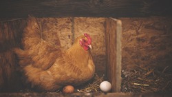 Дороги и возраст кур повлияли на нехватку яиц на Сахалине