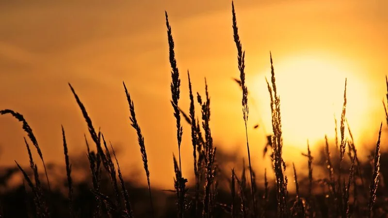 В день весеннего равноденствия сахалинцам советуют посадить рассаду и выкинуть хлам