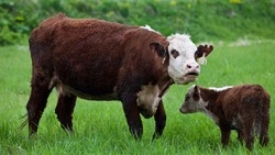 Господдержка помогла сахалинцу увеличить производство молока на ферме