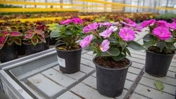 Вопросы озеленения Южно-Сахалинска обсудил мэр с руководством «Тепличного»