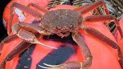 Квоты на вылов краба у берегов Сахалина планируют продать в 2026 году