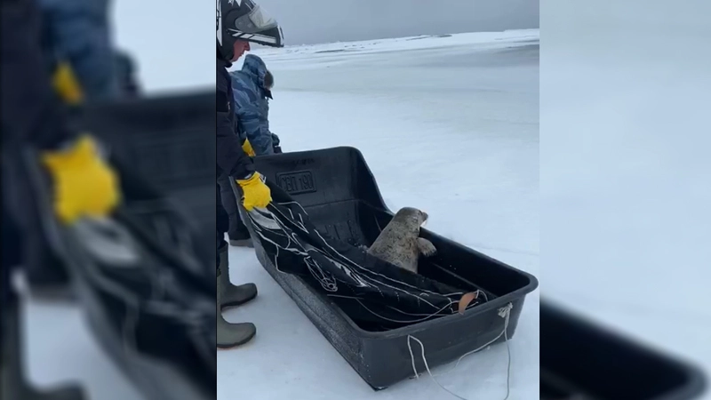 Сахалинские инспекторы ГИМС во время патрулирования спасли маленькую нерпу