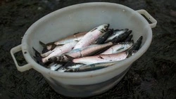 «Разговор на их же языке»: Лимаренко призвал наказать магазин с дорогой селедкой