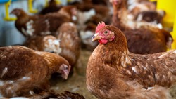 Вирус птичьего гриппа не подтвердили в бройлерном цехе сахалинской птицефабрики