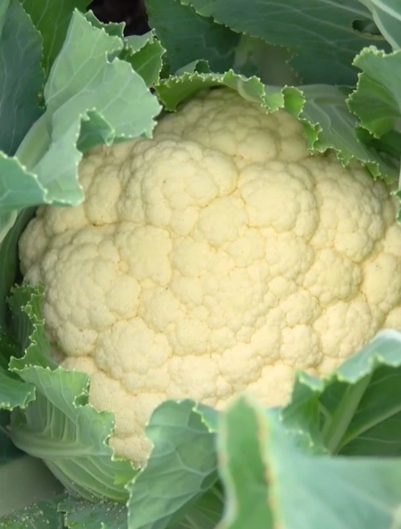 Урожай брокколи и цветной капусты вырастил совхоз «Тепличный» в Южно-Сахалинске