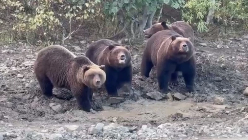 Дорога до Поронайска превратилась в рыбный фуршет для медведей