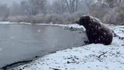 Известный российский фотограф «поймал» в кадр медведицу-рыболова на Курильском озере