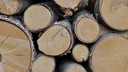 Лесозаготовителям и деревообработчикам Сахалина предлагают помощь