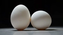 Птицефабрика «Островная» получила 80 тысяч инкубационных яиц из Ростова-на-Дону