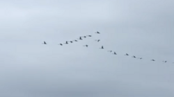 Лебедей заметили на одном из любимых пляжей сахалинцев