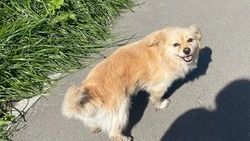 Ушел гулять и не вернулся: в Долинском районе пропала собака по кличке Умка